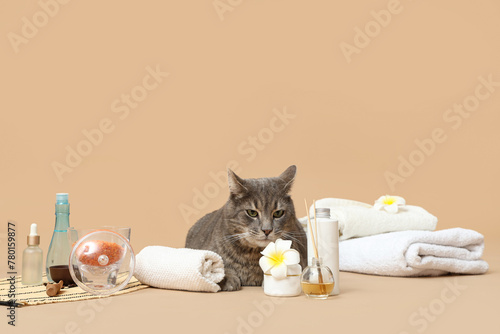 Composition with spa items and cute grey cat on brown background