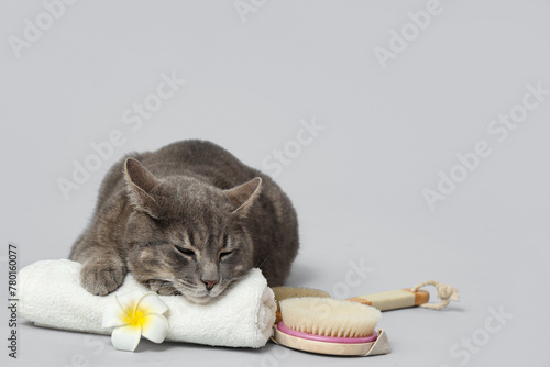 Cute cat with towel, massage brushes and plumeria on grey background
