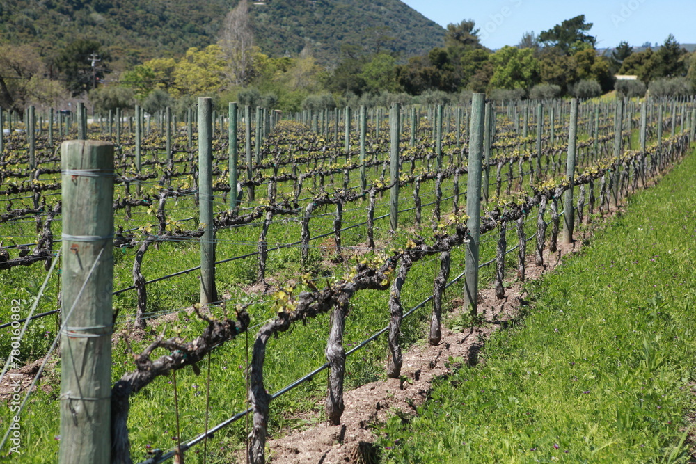 California Vineyard background, wine country in springtime green hills California Vineyard background, wine country in springtime green hills