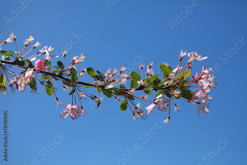 Apple blossoms in sunlight, blue sky, spring