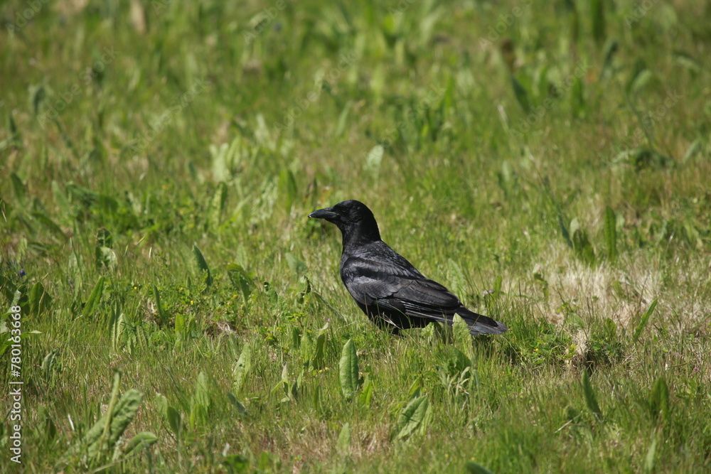 Black crow walking in grass Black crow walking in grass