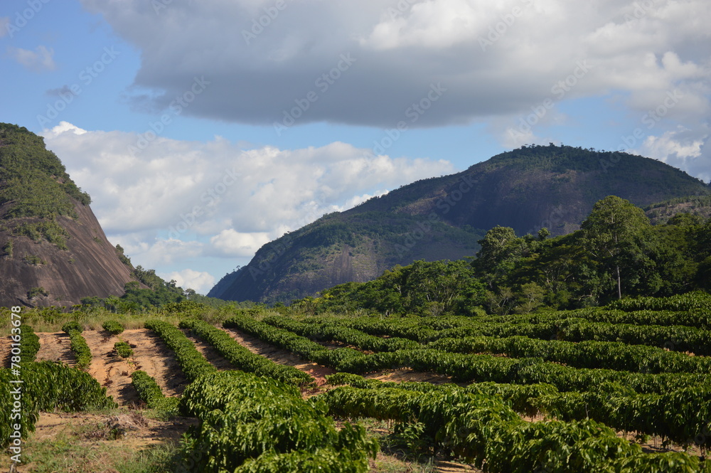 Coffee plantation with mountains and a blue sky in the background