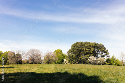 A beautiful spring park on a sunny day, large trees with young green leaves and flowering dogwoods. Summer landscape in the forest. Milliken Park, Spartanburg, SC, USA photo