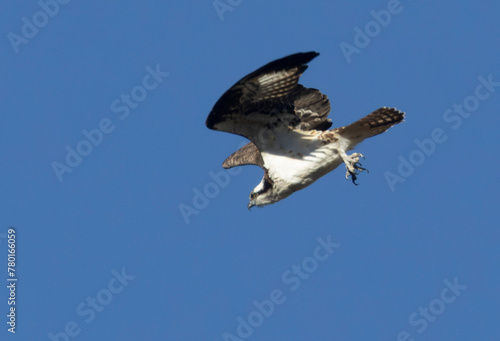 Colorado Osprey