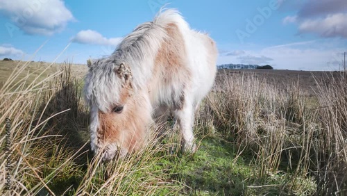 Wild Ponny and Horses from Dartmoor Park, Devon, England, Europe photo