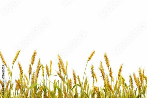 Wheat field border isolated on white background, agricultural crop