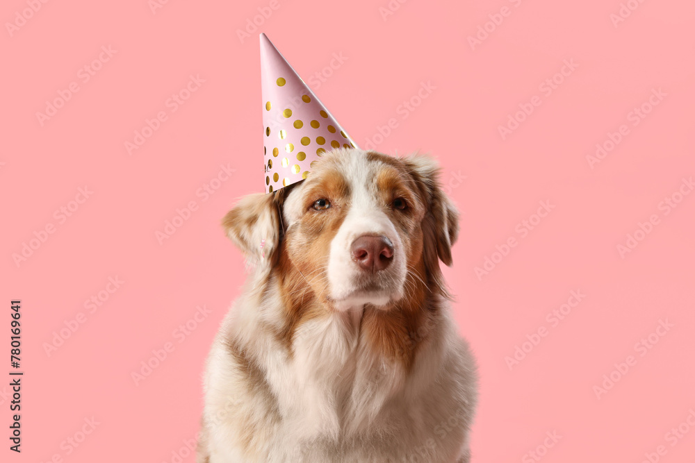 Cute fluffy Australian Shepherd dog with party hat on pink background