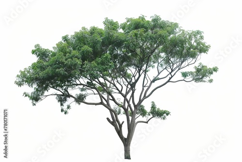  Isolated Single Tree with Clipping Path and Alpha Channel on White Background  Tropical Deciduous Vegetation