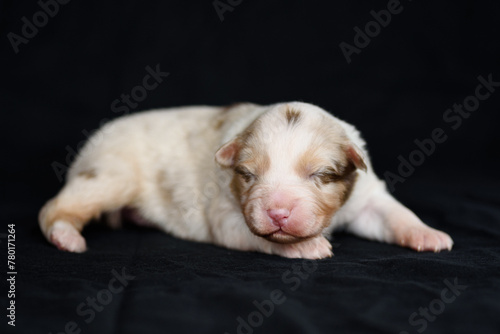 Australian Shepherd newborn puppie © Anton Pentegov