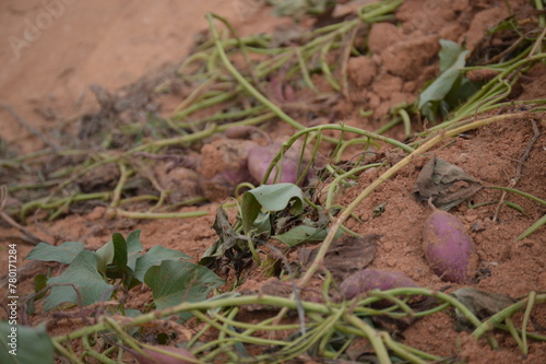 Purple sweet potatoes being harvested in the interior of Brazil  © ninno