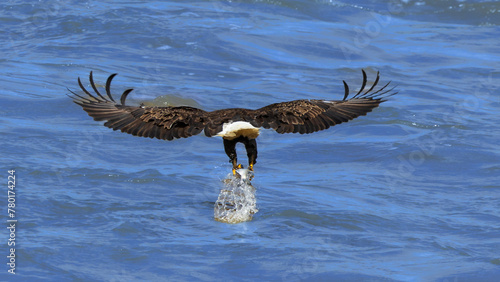 Eagle Pulling a fish from the Water © Brad