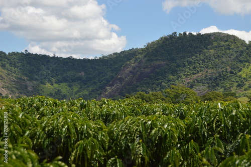 Beautiful view of the coffee plantation in the hills and hills in the interior of Brazil 