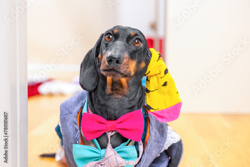Funny dachshund dog with sock on his ear  wearing lot of multi-colored multi-layered clothes  stylish bow tie  ridiculous image of shopaholic Combination of things in wardrobe  stylist  fashion trend