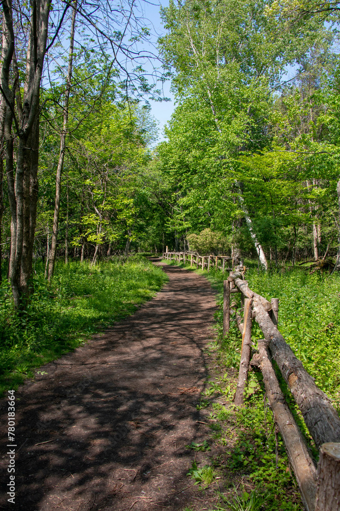 Scenic woodland path flanked by lush greenery and trees in Canada Scenic woodland path flanked by lush greenery and trees in Canada
