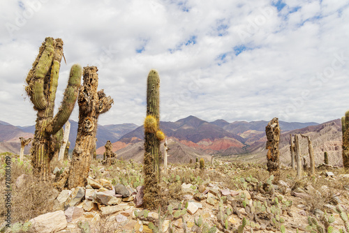 Cardones damaged by the cardon moth (Cactoblastis bucyrus) in Tilcara in Jujuy, Argentina. photo