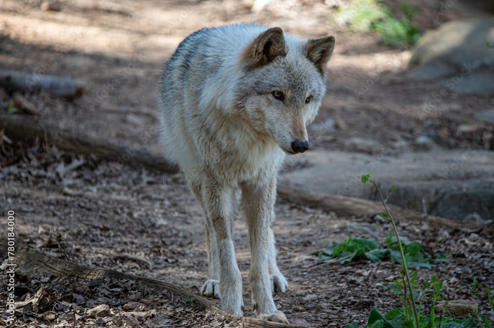 gray wolf in the woods