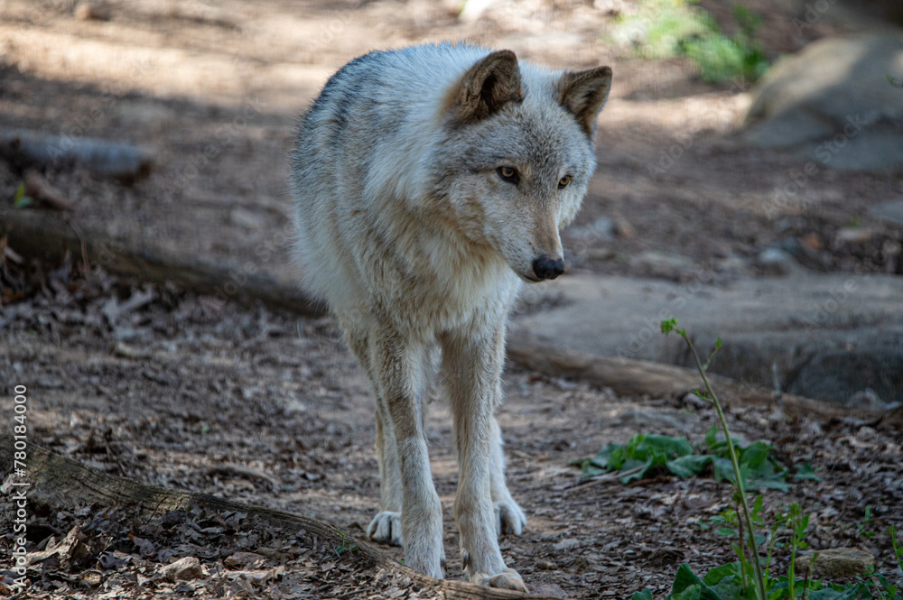 gray wolf in the woods gray wolf in the woods