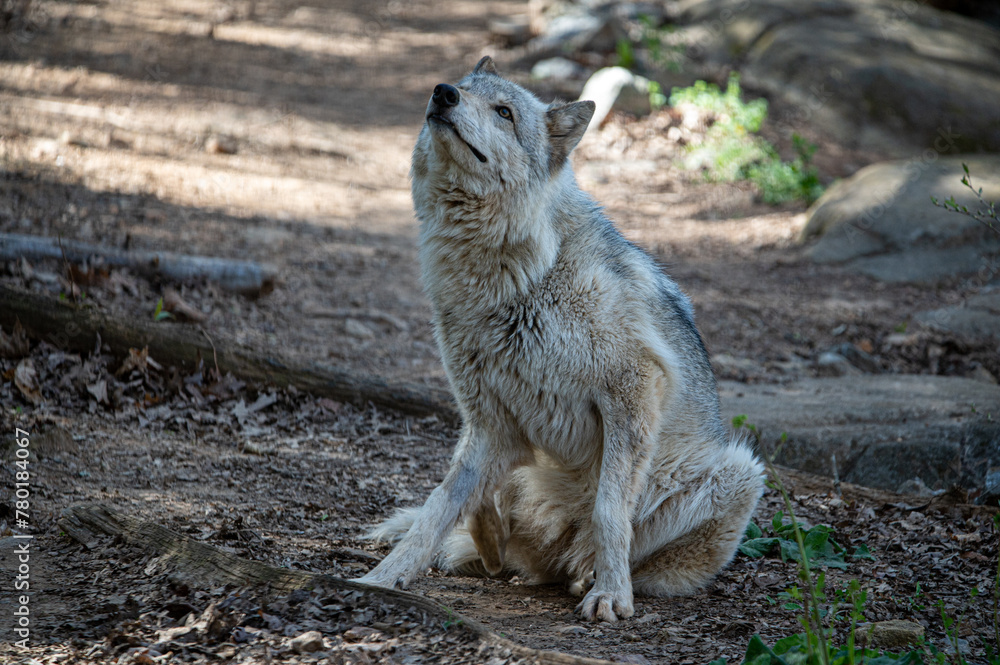 gray wolf sitting in the woods gray wolf sitting in the woods