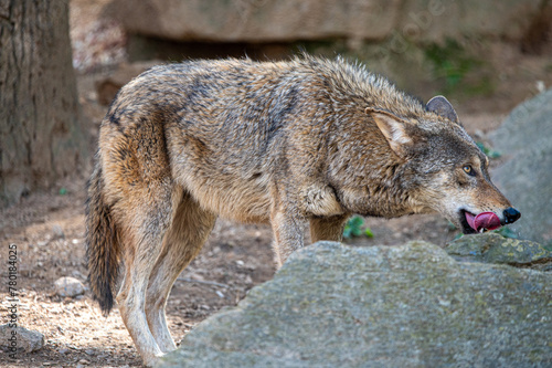 red wolf in the zoo licking lips