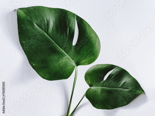 Monstera leaf on the white background
