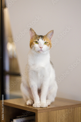 Gato tricolor cálico parado mirando