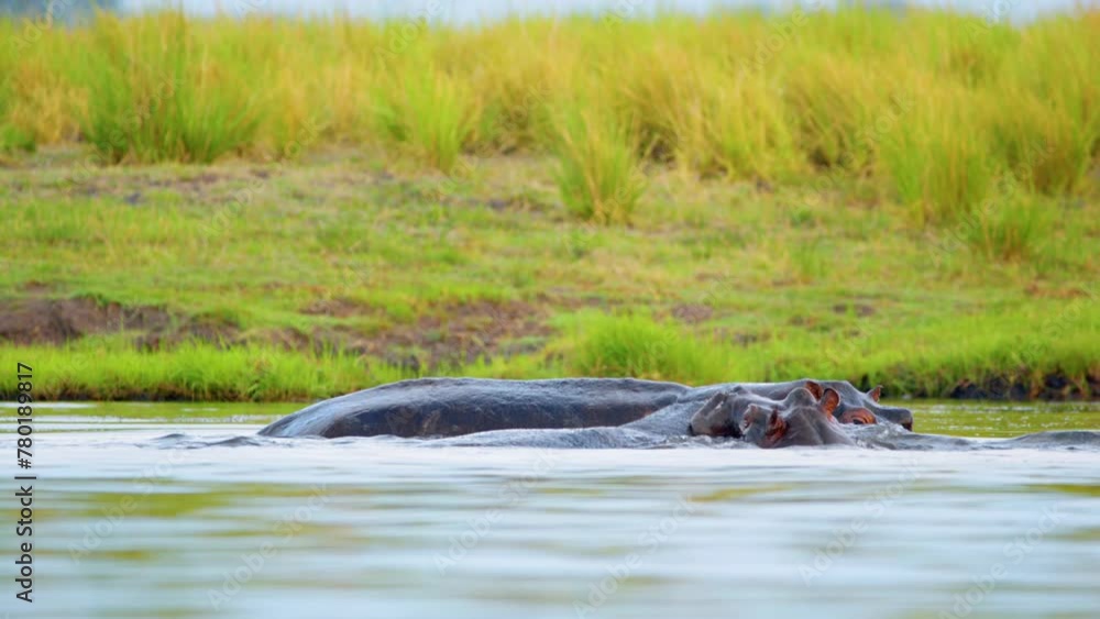 Three African hippopotamuses enjoying swimming in a river. Botswana, South Africa Three African hippopotamuses enjoying swimming in a river. Botswana, South Africa