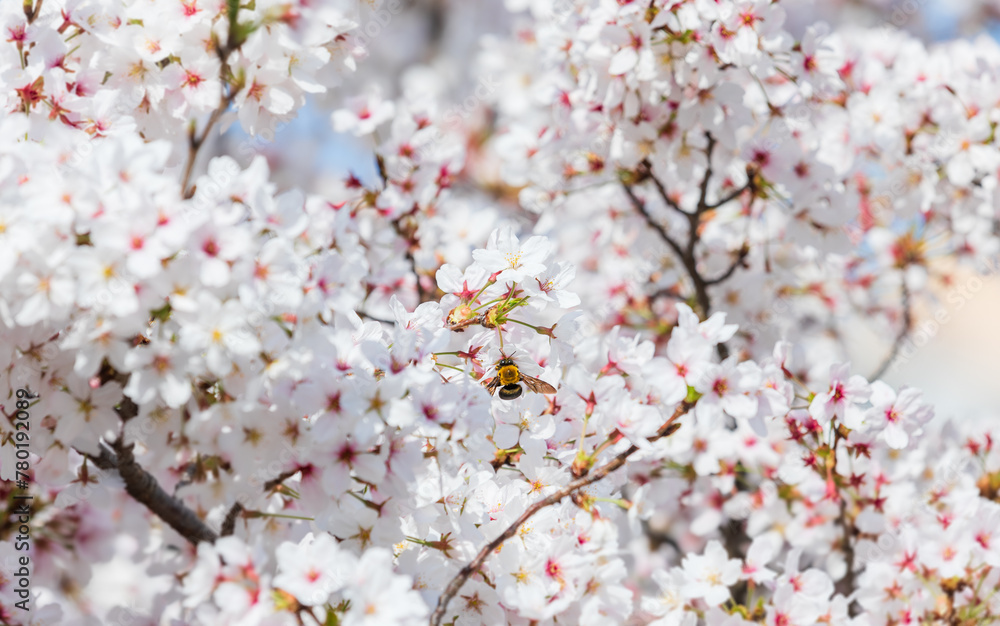 Cherry blossoms and a bee in full bloom in the warm spring sunlight. Japanese cherry, Sakura Cherry blossoms and a bee in full bloom in the warm spring sunlight. Japanese cherry, Sakura