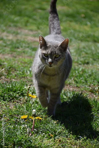 Gray Cat