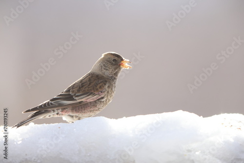  Asian rosy finch or Asian rosy-finch (Leucosticte arctoa brunneonucha ) is a species of finch in the family Fringillidae. This photo was taken in Honshu, Japan. photo