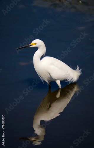 Snowy egret wading with reflection.
