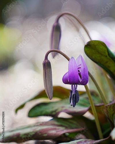 美しい山野草カタクリの花