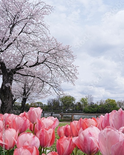 春爛漫さくらとチューリップ咲く公園