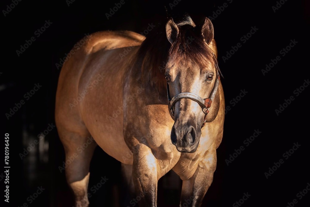 Portrait of a beautiful black horse on a black background, Horse on dark backround. Portrait of a beautiful black horse on a black background, Horse on dark backround.