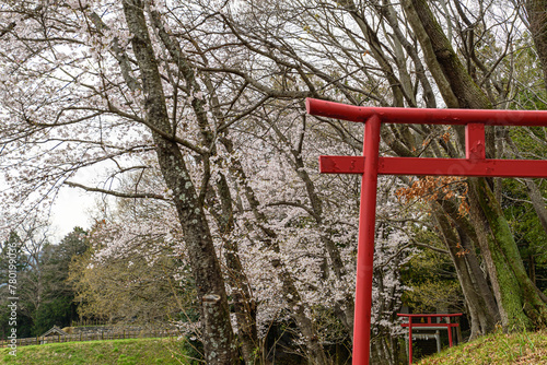 桜並木の神社道