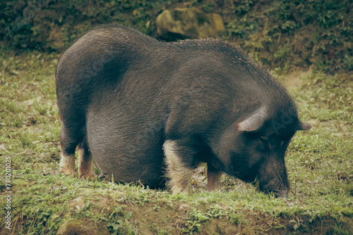 A pregnant Vietnamese indigenous pig breed called Tap Na seen grazing in the village countryside of Lao cai in Sa pa, Vietnam showing a candid moment of rural daily life photo