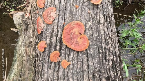 Ganoderma is a genus of polypore fungi in the family Ganodermataceae found in the trunk of tree, They are sometimes called shelf mushrooms or bracket fungi. sometime use for medicine photo