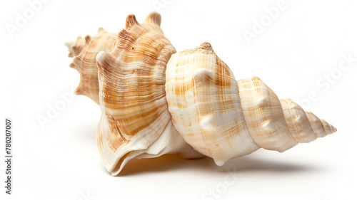 Two intricate seashells with spirals and a creamy white and brown pattern on white.