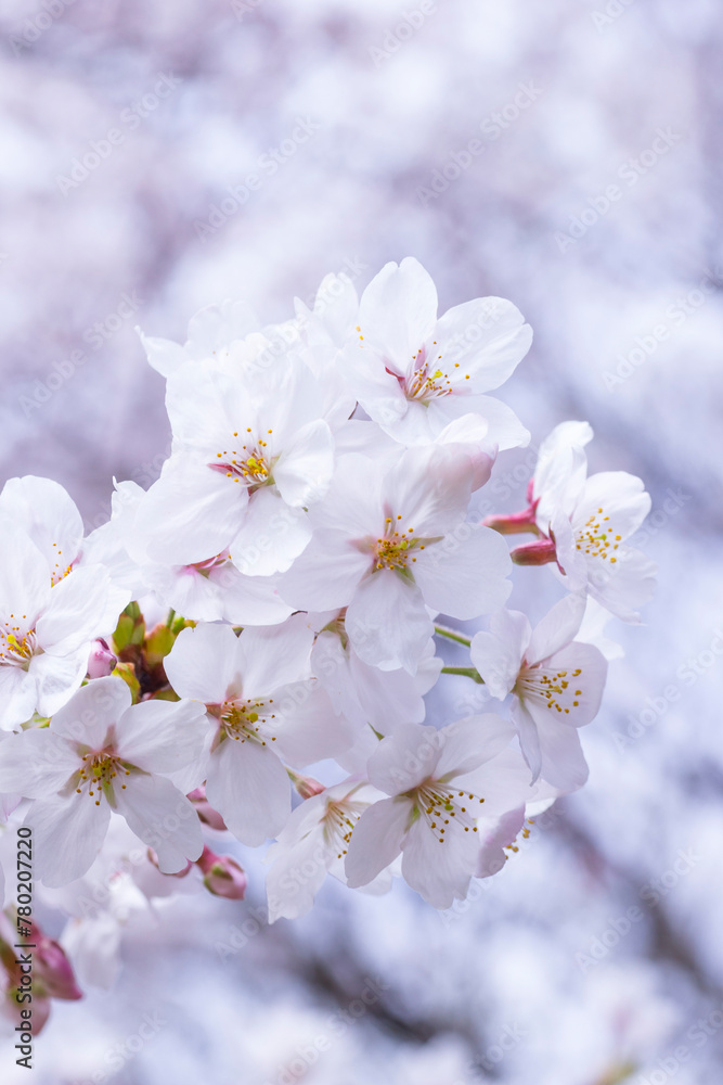 満開を迎えた桜の花 ソメイヨシノ