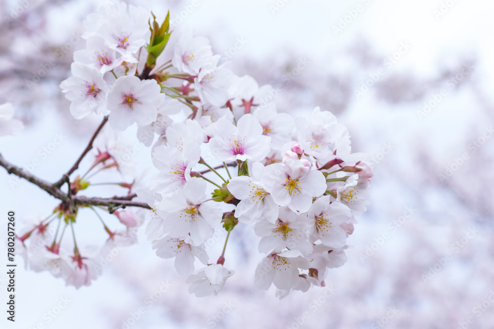 満開を迎えた桜の花 ソメイヨシノ