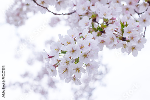満開を迎えた桜の花 ソメイヨシノ