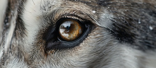 Captured up close is the eye of a dog adorned with snowflakes, reflecting the serene wintry landscape photo