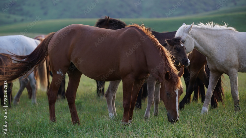 A horse is a big, powerful, fast, but still a domestic animal. He stands on his strong legs, on his hooves, reflecting the sun's rays, the horseshoes shine