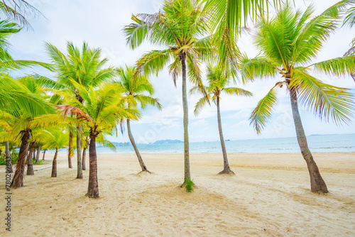 Coconut forest beach scenery at Coconut Dream Corridor in Sanya  Hainan  China