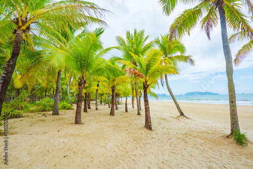 Coconut forest beach scenery at Coconut Dream Corridor in Sanya  Hainan  China