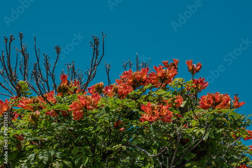 Spathodea is a genus in the plant family Bignoniaceae. The single species it contains, Spathodea campanulata, is commonly known as the African tulip tree. H3 Scenic View, Oahu Hawaii