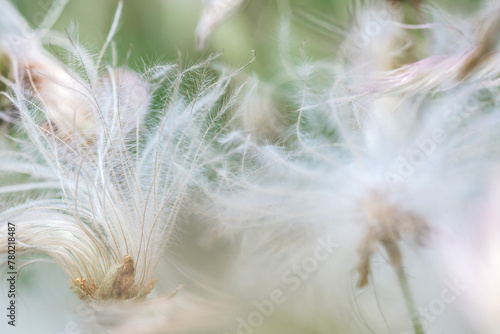 white fluffy wildflowers. natural summer background. shallow depth of field. © Mr Twister