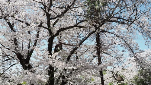 Wallpaper Mural 春の公園の満開の桜の風景 Torontodigital.ca