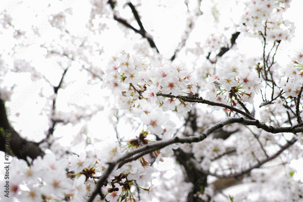 春　満開に咲いた桜の花弁　花曇り・日本・季節