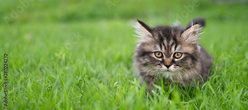 small brown kitten on a green lawn