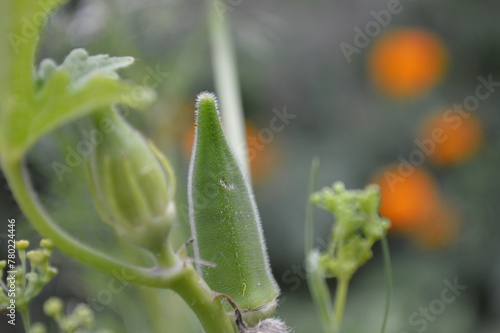 Okra, an herbaceous hairy annual plant of the mallow family and its edible pod like fruits. photo